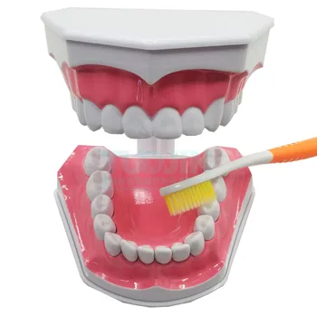 Diş Diş Modeli Diş Fırçalama için Gösteri ve Uygulama çocuk Fırçalama Diş Modeli