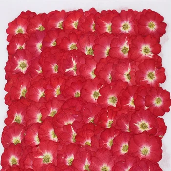 250 adet Preslenmiş Kurutulmuş Kırmızı Çin Gül Çiçek Bitkiler Herbaryum Takı Imi Karalama Defteri telefon kılıfı Abajur Kartpostal DIY
